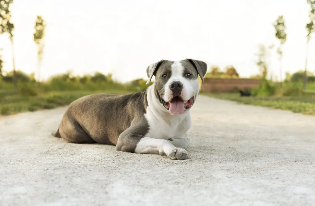 Friendly American Pit Bull Terrier sitting on the ground — their friendly nature being one of the pros of the breed.