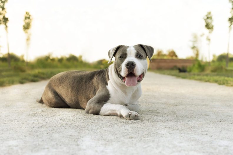 Friendly American Pit Bull Terrier sitting on the ground — their friendly nature being one of the pros of the breed.