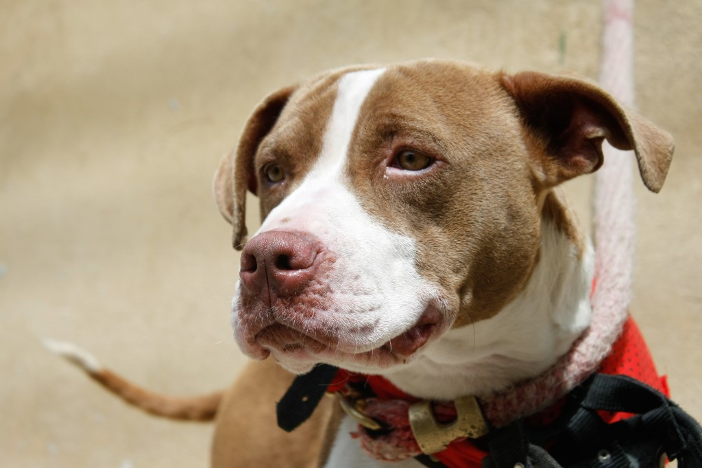 A closeup shot of American Pit Bull Terrier with harness.