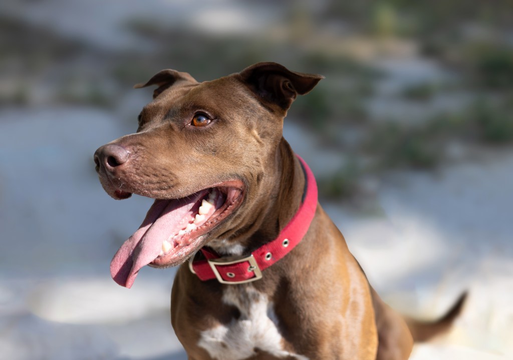 American Pit Bull Terrier dog playing outside.