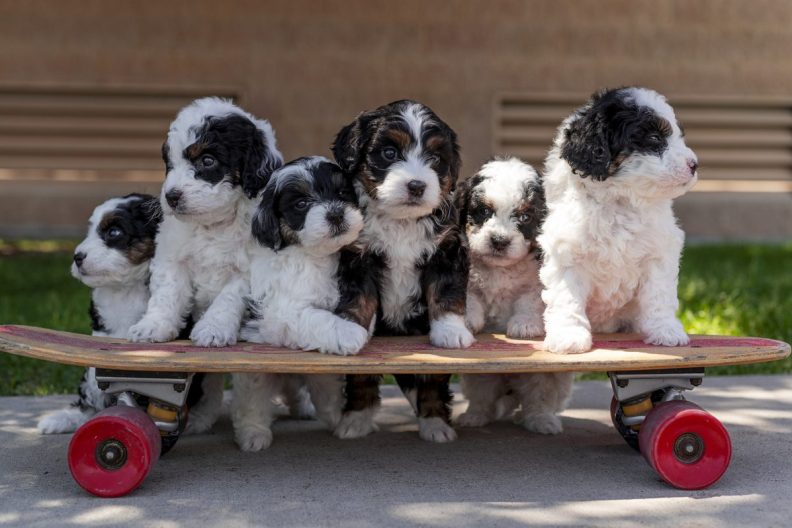Six adorable Mini Bernedoodle puppies pose on a skate board in a summer park.