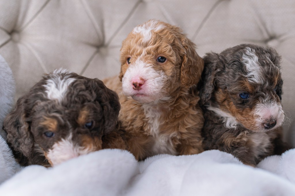 Three cute little Mini Bernedoodle puppies sitting on a soft blanket. 