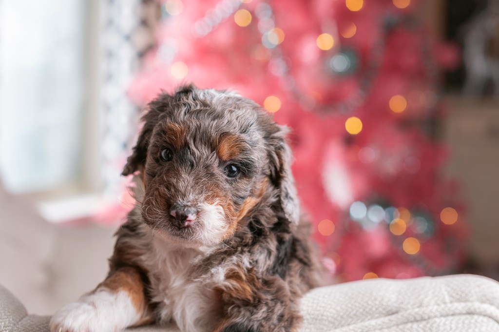 Mini Bernedoodle puppy puts their head and paws up on a white chair armrest with a pink holiday decoration in the background. 