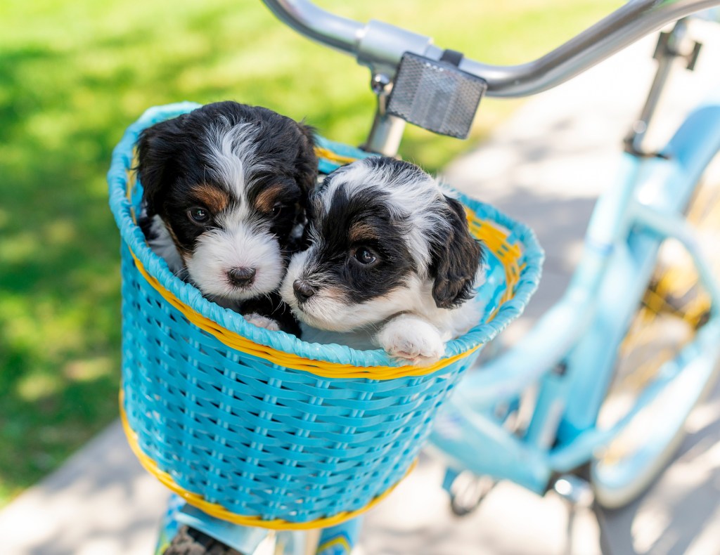 Two adorable Mini Bernedoodle pups ride in a bike basket with their noses together.