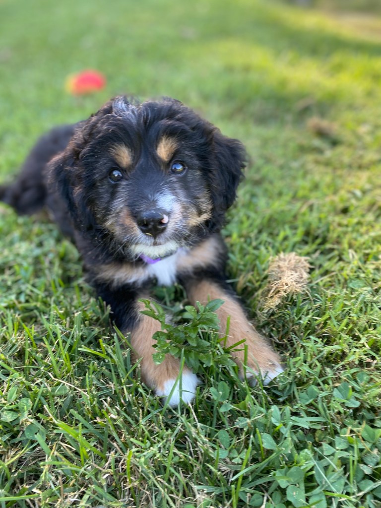 Mini Bernedoodle puppy laying in the grass.