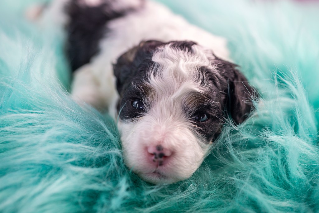 A cute young Mini Bernedoodle puppy prepares to sleep on a soft colorful blue bed.
