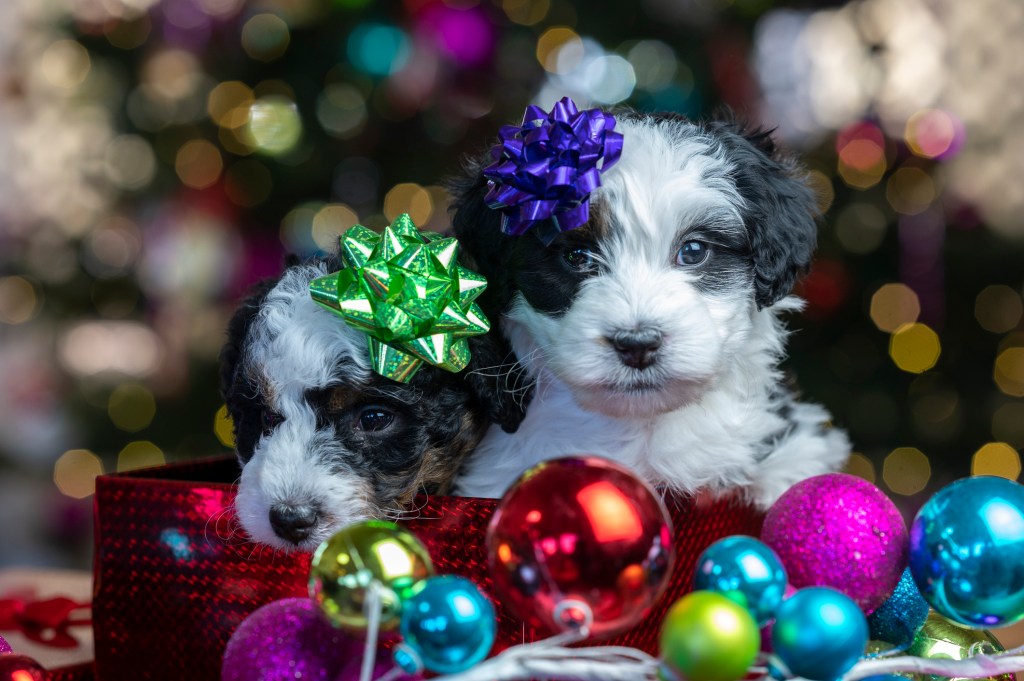 Two adorable pups sit in a gift box with bows on their head surrounded by colorful holiday splendor.