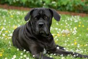 Cane Corso sitting on the grass as a guard dog — one of the pros of the breed and not a con of the dog breed.