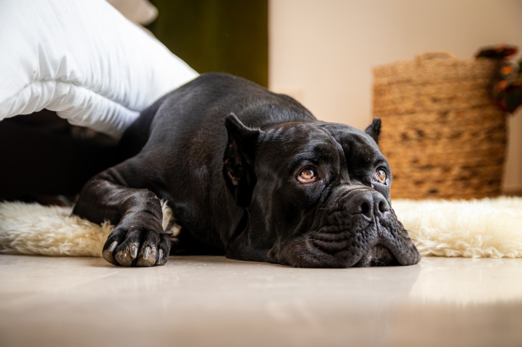 Cane Corso lying on the floor of an apartment — the dog not suited for an apartment being a con