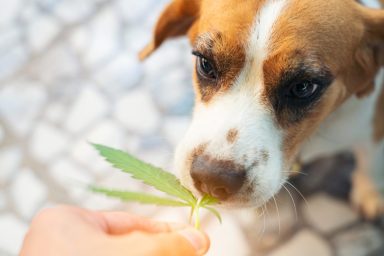 Beagle dog looking up with weed leaves over nose.