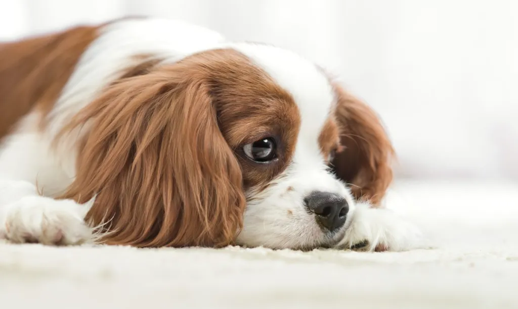 Sad Cavalier King Charles Spaniel dog suffering from syringomyelia (SM).