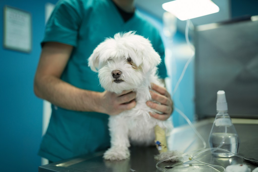 Vétérinaire examinant un chien maltais souffrant de syringomyélie (SM).