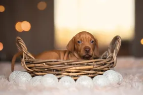Portrait of Hungarian Vizsla puppy in basket.