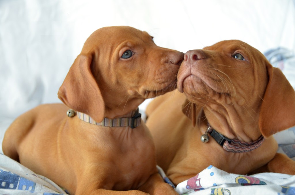 Two Hungarian Vizsla puppies snuggled on a blanket give each other kisses.