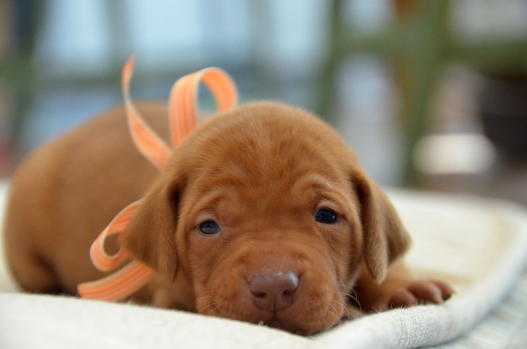 Close-up image of a young Hungarian Vizsla puppy wearing an orange ribbon tied in a bow.