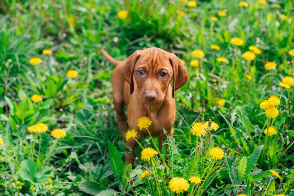 Vizsla puppy sitting in sunlit grass.