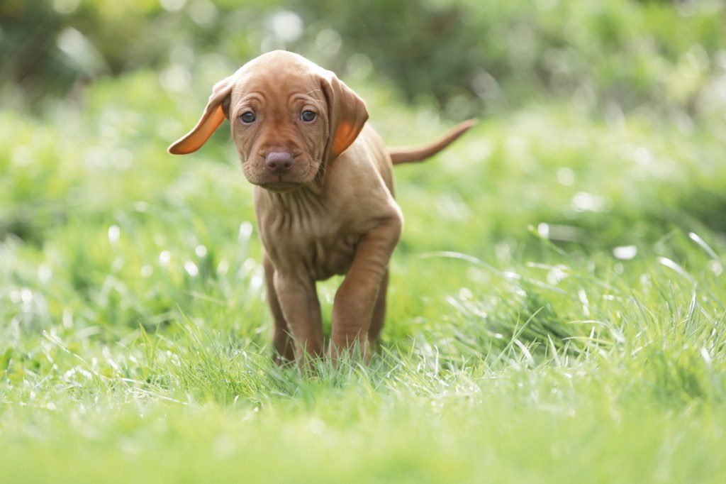 Vizsla puppy running on grass.