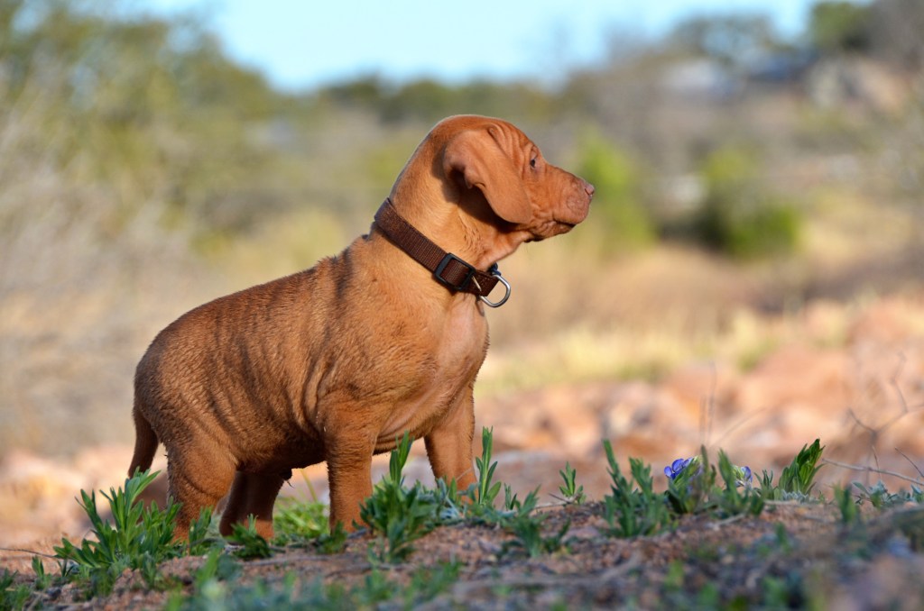 A young Hungarian Vizsla pointer looks off into the distance.