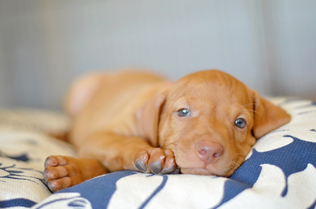 Vizsla puppy dog looking at the camera relaxing on a pillow.