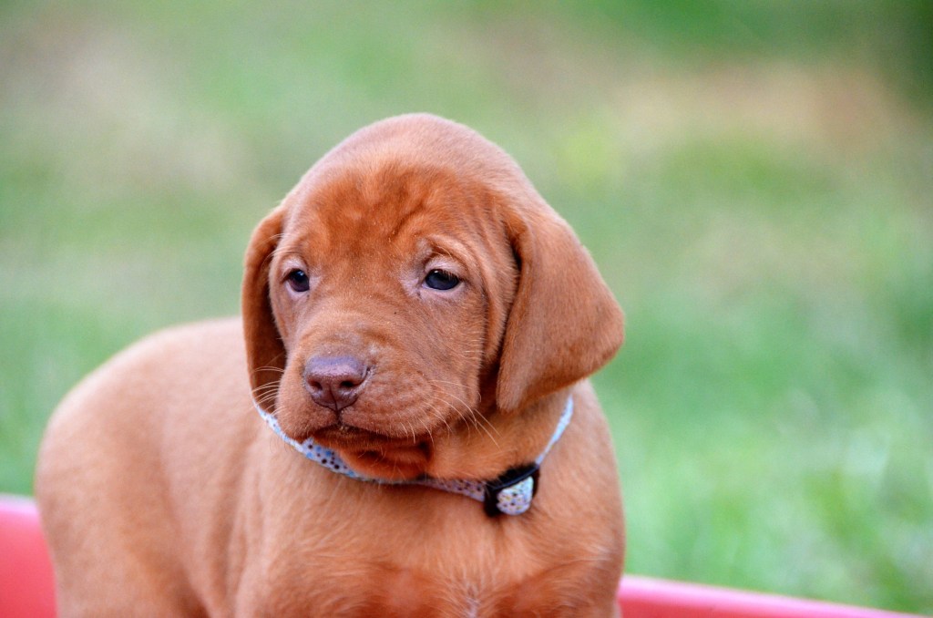 Young Hungarian Vizsla puppy standing in a red wagon with green grass in the background.