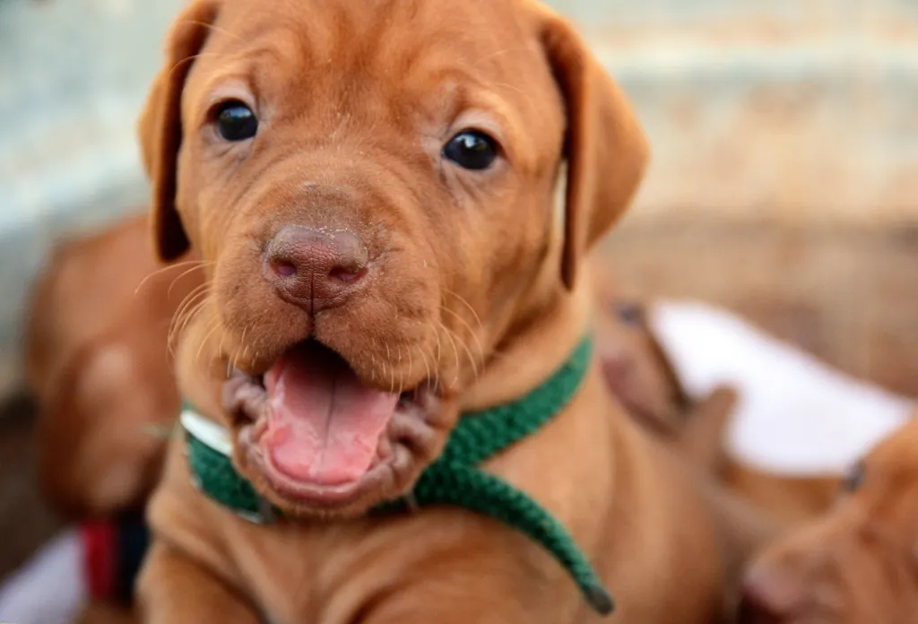 A young Hungarian Vizsla puppy dog standing with mouth open.