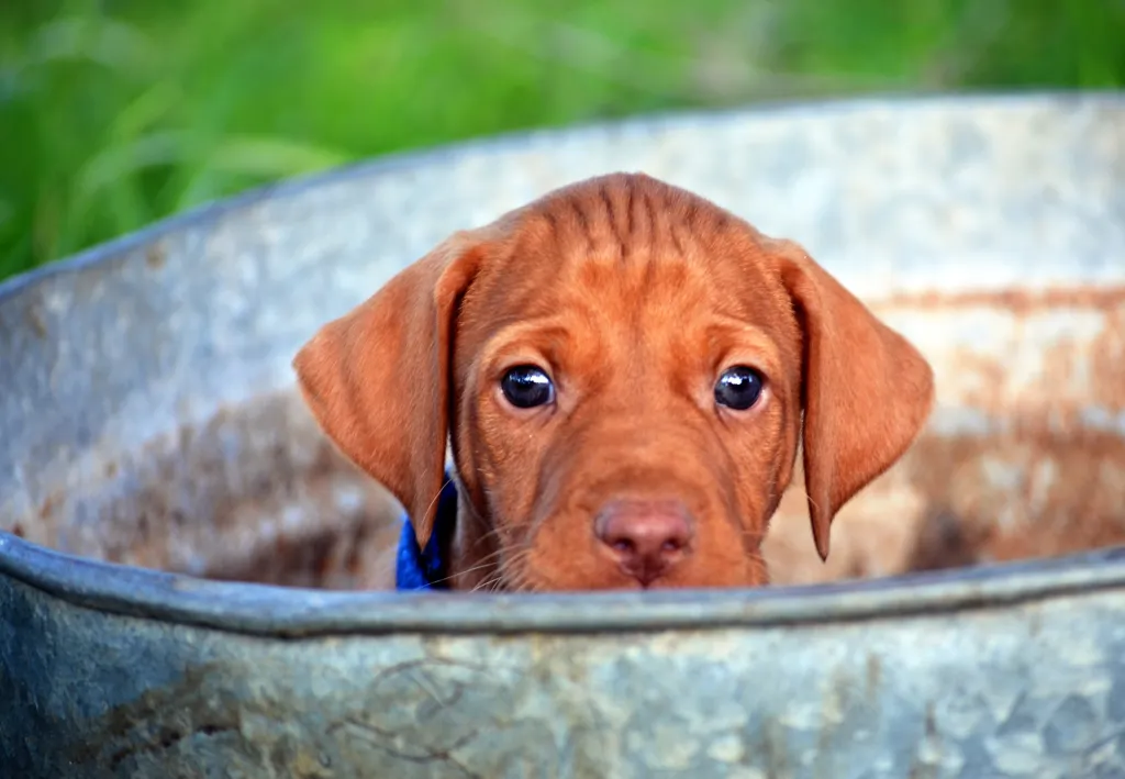 Hungarian Vizsla puppy peeking over edge of rusty old galvanized tub.