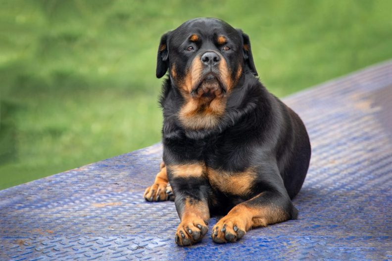 A close up of a Rottweiler guard dog — their guard dog instincts being one of the pros — lying down and staring forward.