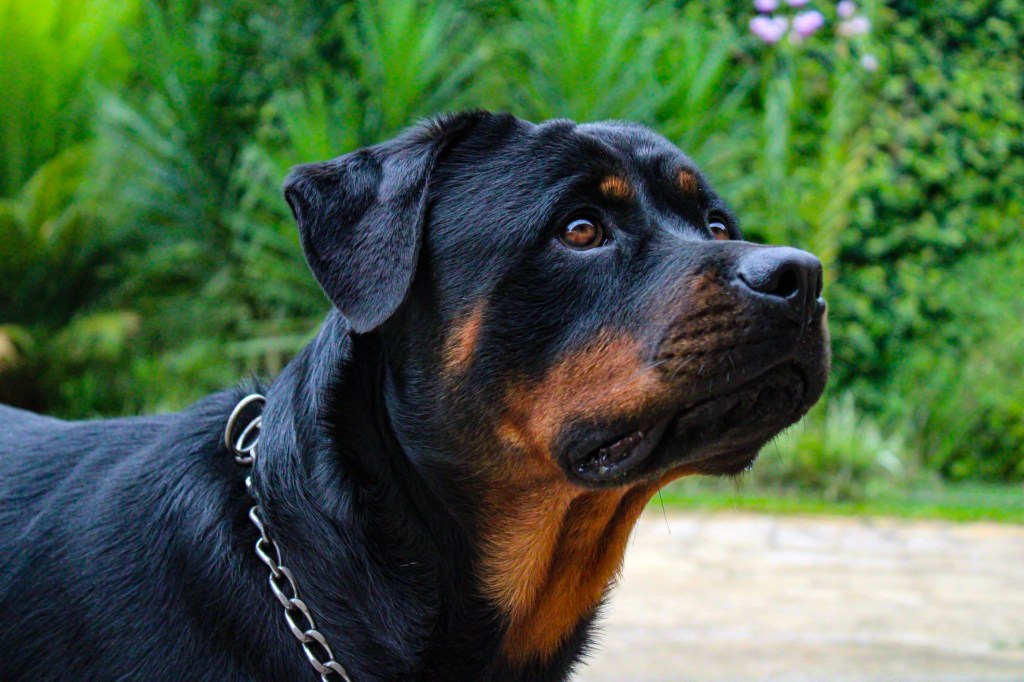 Rottweiler dog looking up.
