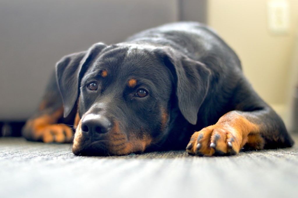 Close-up portrait of Rottweiler lying on the floor of an apartment — the dog’s unsuitably to apartment living being a con.