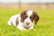 Cute English Springer Spaniel puppy playing in the garden.