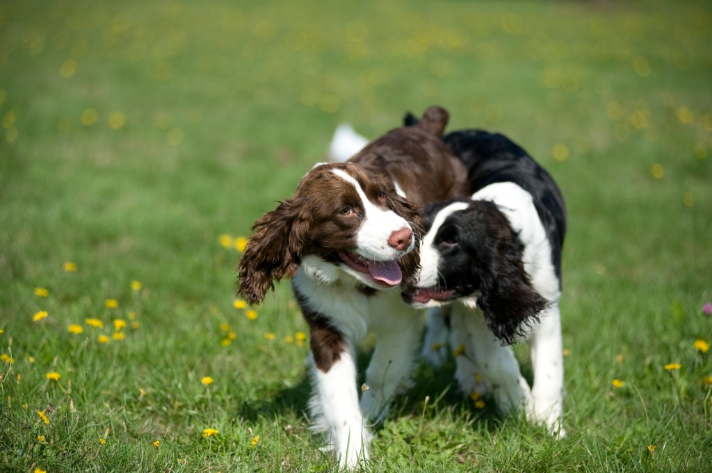 Two English Springer Spaniel puppies at play.
