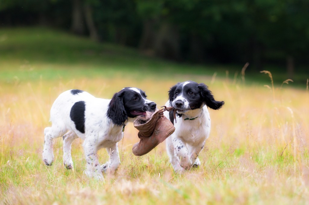 Two Springer Spaniel puppies playing in a sunlit meadow.