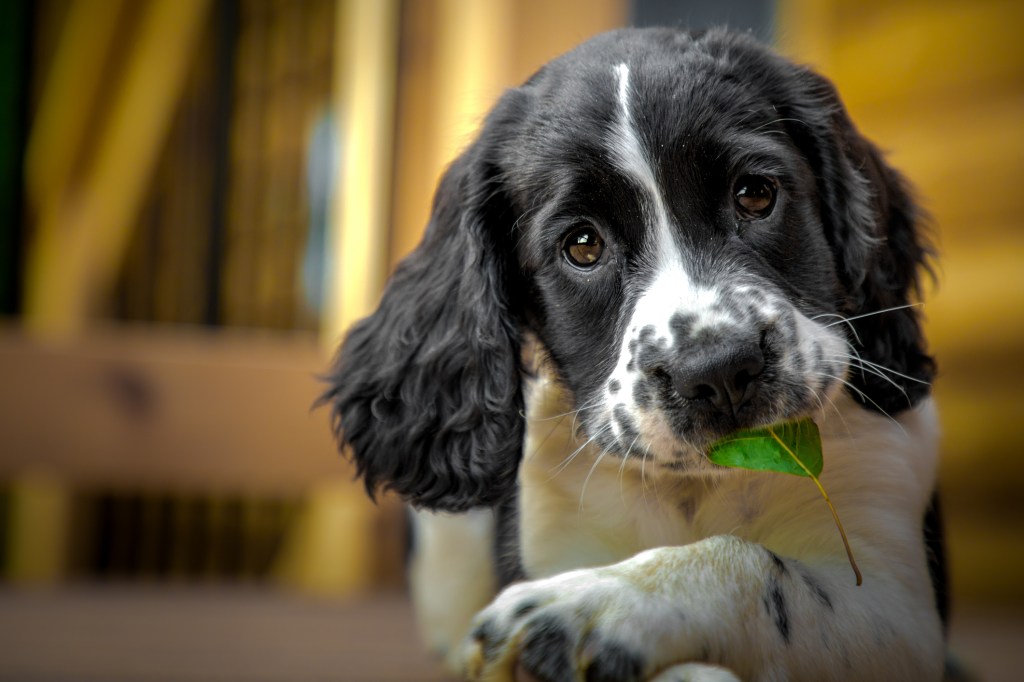 English Springer Spaniel puppy with leaf.