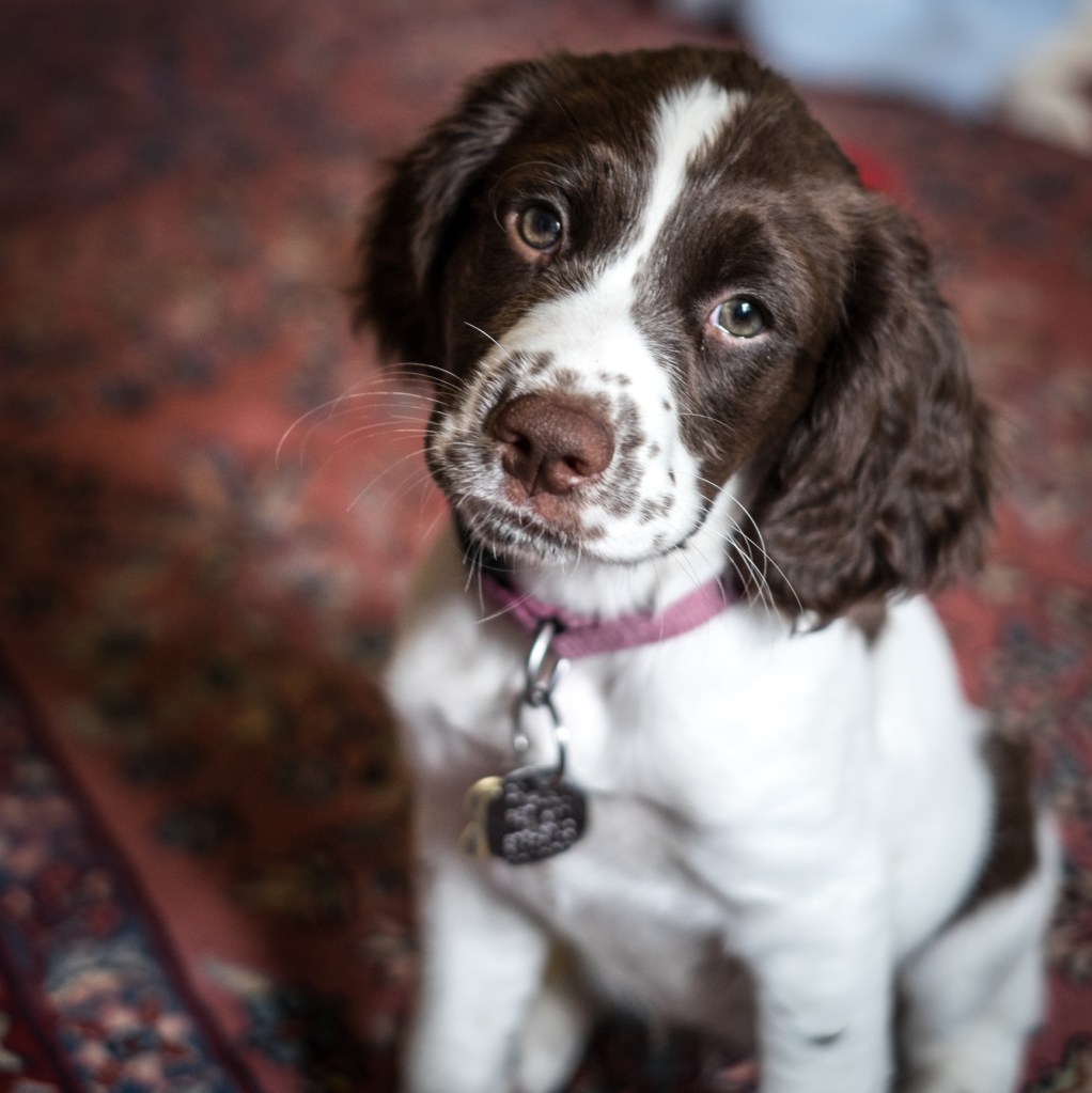 Cute English Springer Spaniel puppy looking at the camera.