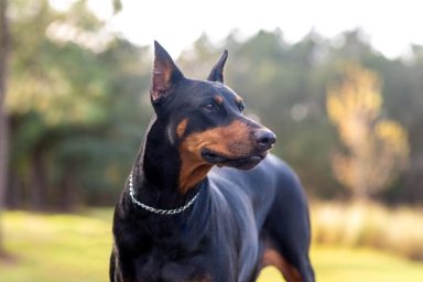 Doberman Pinscher outdoors at a park — the breed’s need for constant stimulation being a con for inactive individuals.