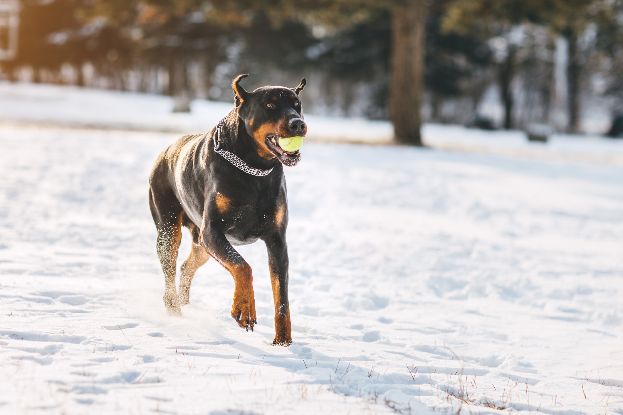 Pros and Cons of a Doberman Pinscher
