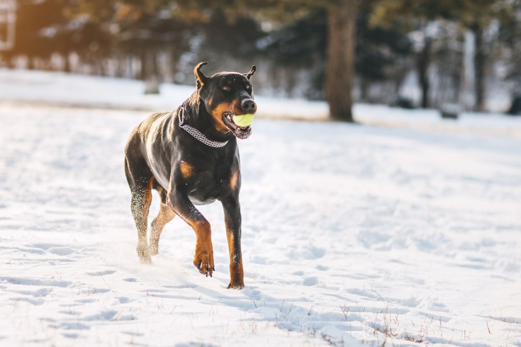 Doberman Pinscher playing in the snow — the breed’s high energy levels being a pro as well as a con depending on the owner.