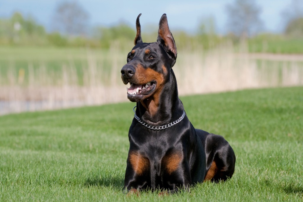 Portrait of black Doberman Pinscher with standing ears.