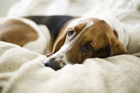 Bassett Hound dog suffering from thrombopathia lying in bed.