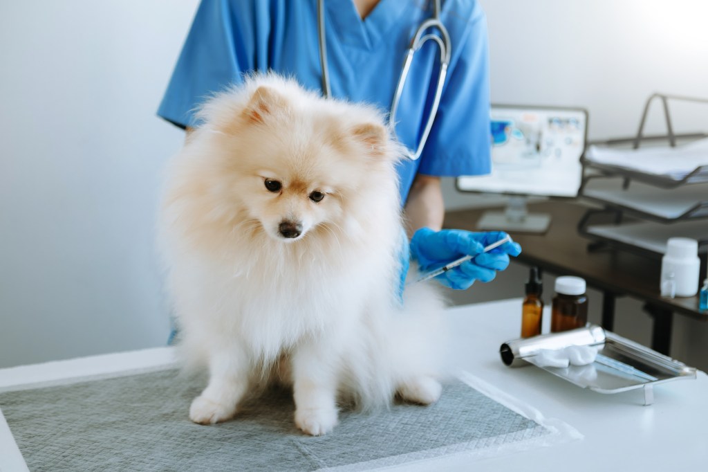Chien souffrant de thrombopathie traité par un vétérinaire.