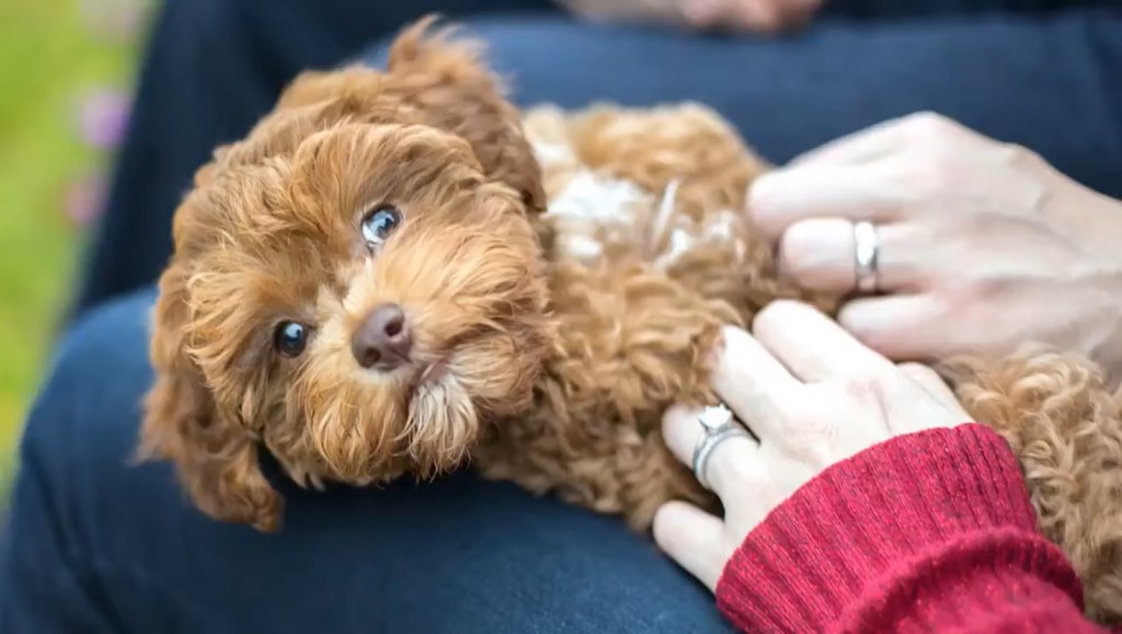 A Havapoo puppy sitting on a human’s lap.