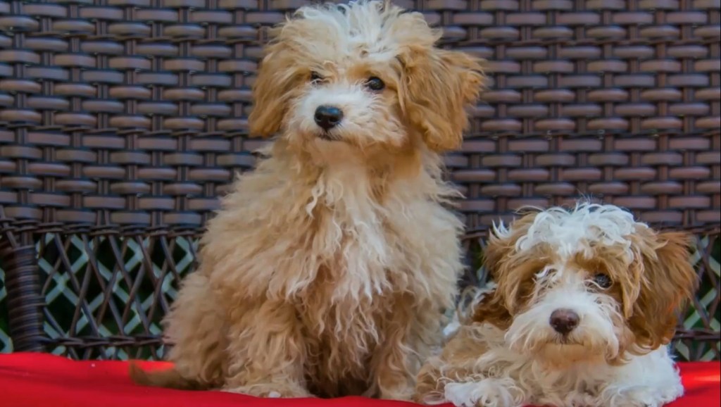 Two Havapoo puppies sitting on a table.