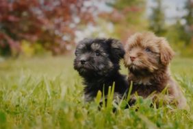 Two black and brown Havapoo puppies.