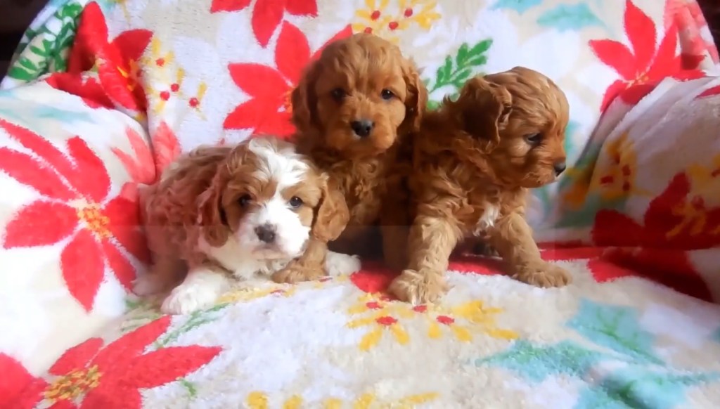 Three cute Havapoo puppies sitting on a couch.