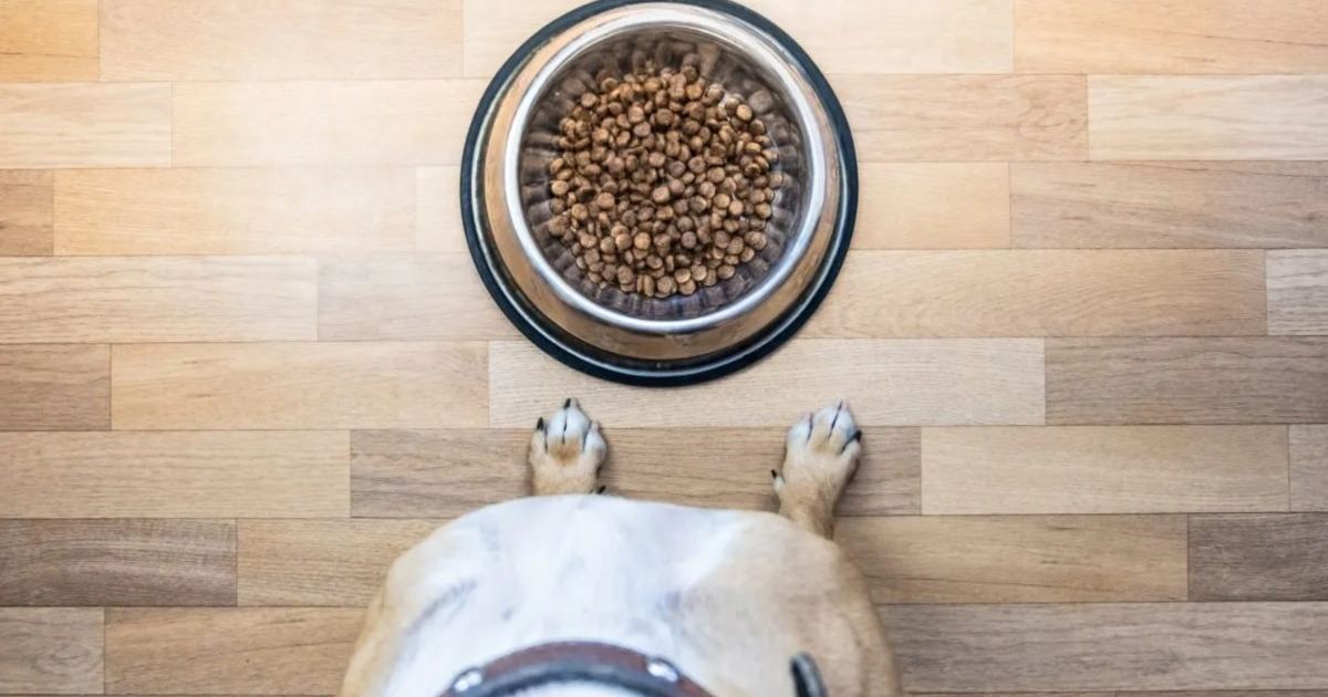 Instinct Has the Dog Food Brand Issued a Recall?