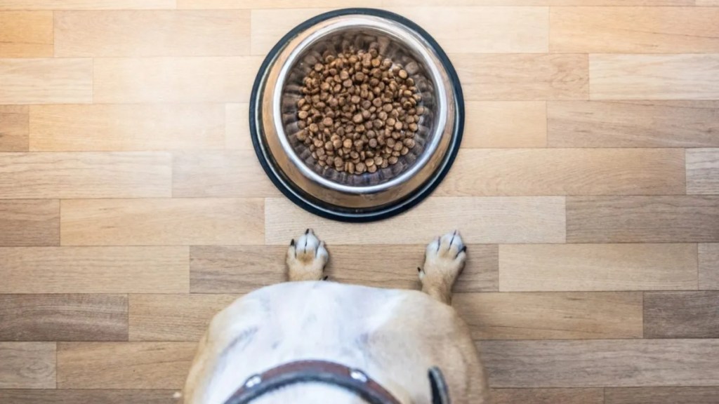 A dog ready to eat food; Instinct dog food has not faced a recall in 2024.