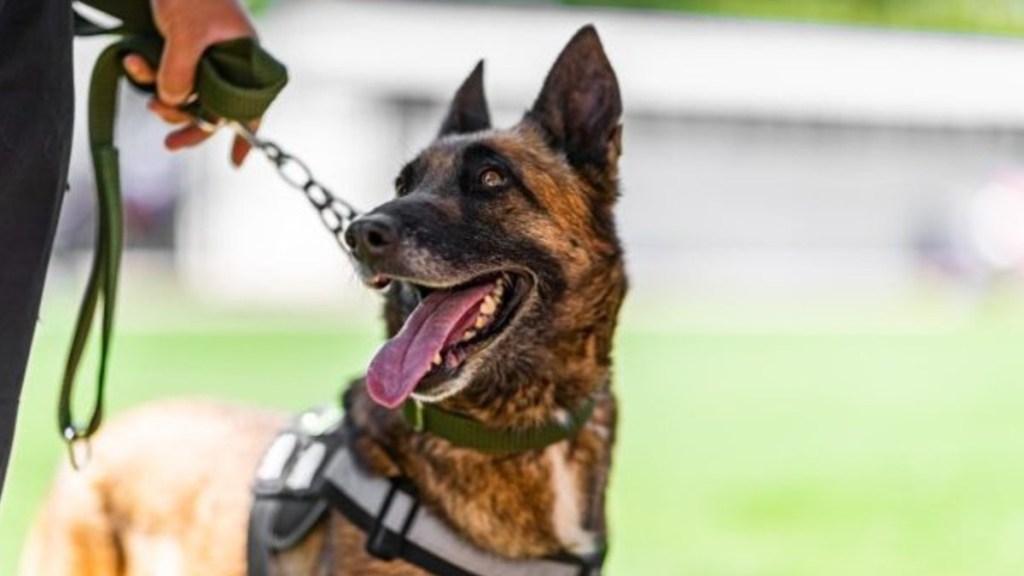 A police dog, like the one in Virginia who was killed by the inmates.