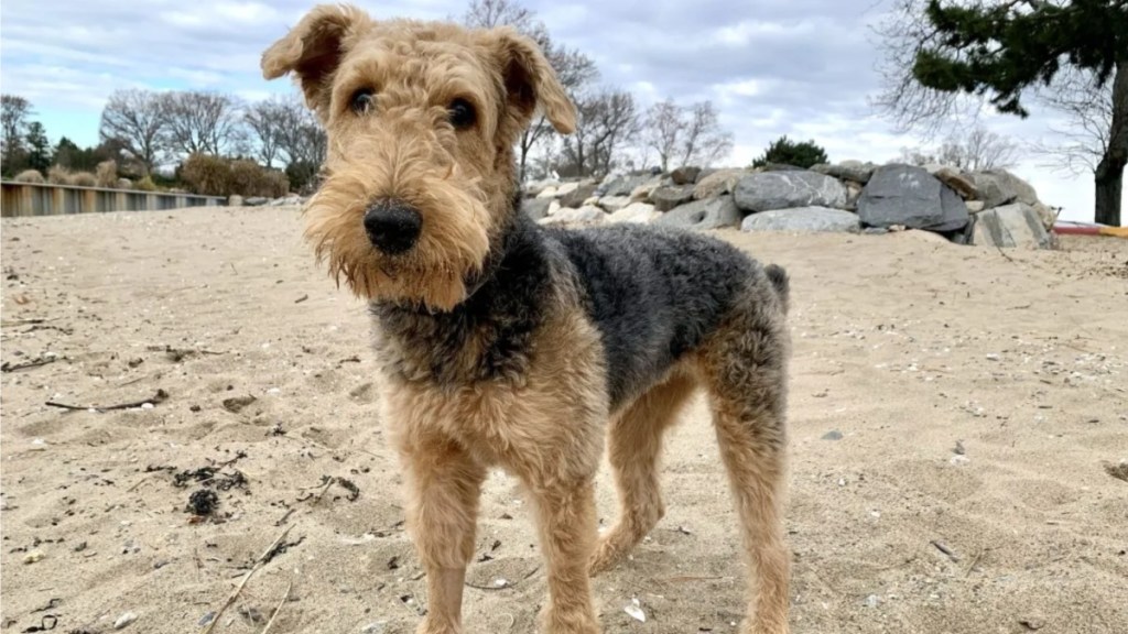 An Airedale Terrier standing on sand with a stick next to his leg, like the missing dog, a Terrier mix, who was found after almost nine months