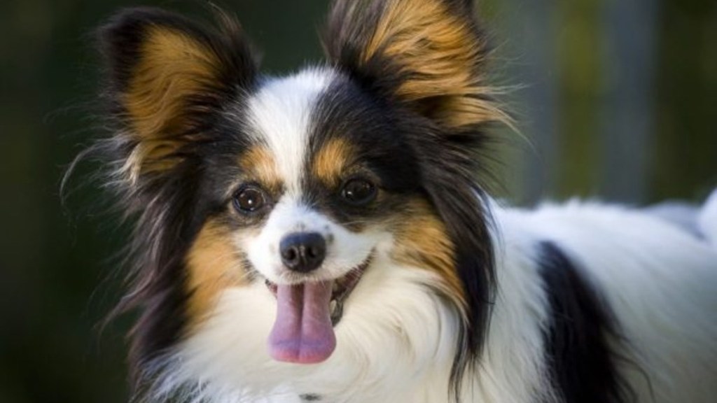 Close up of a Papillon with tongue out, like the senior dog, a Papillon, who went missing in Atlanta