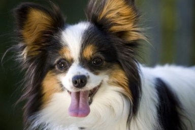 Close up of a Papillon with tongue out, like the senior dog, a Papillon, who went missing in Atlanta